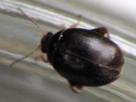 Scirtes hemisphaericus