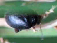 Scirtes hemisphaericus