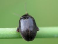 Scirtes hemisphaericus