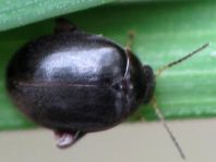 Scirtes hemisphaericus
