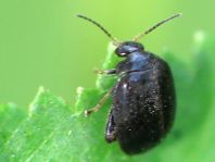 Scirtes hemisphaericus