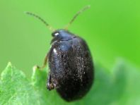 Scirtes hemisphaericus
