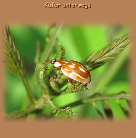 Marienkäfer unterwegs