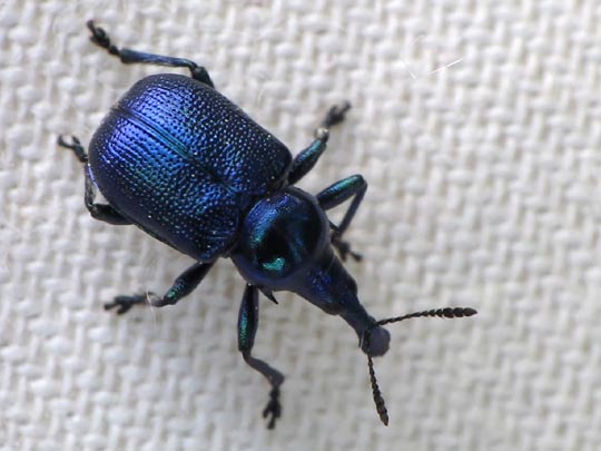 Byctiscus sp.