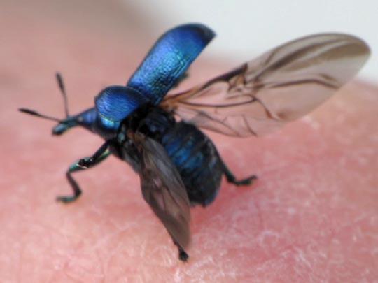 Byctiscus sp.