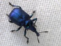 Byctiscus sp.
