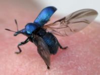 Byctiscus sp.