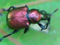 Byctiscus populi