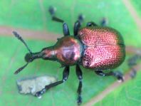 Byctiscus populi