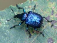 Byctiscus betulae, Rebenstecher