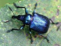 Byctiscus betulae, Rebenstecher