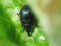 Caenorhinus pauxillus