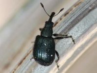 Caenorhinus pauxillus