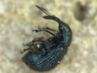 Caenorhinus pauxillus