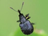 Caenorhinus sp.