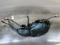 Caenorhinus germanicus