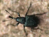 Caenorhinus germanicus