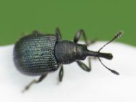 Caenorhinus sp.