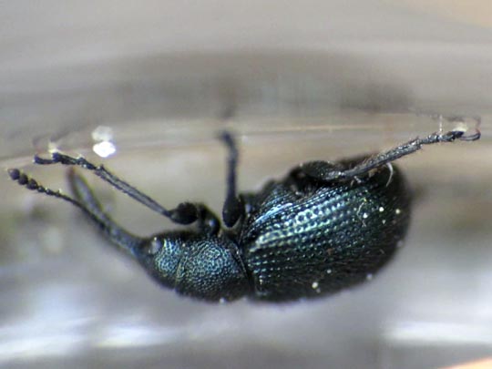 Caenorhinus germanicus