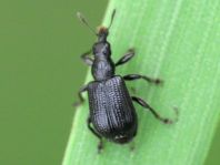 Deporaus betulae, Schwarzer Birkenblattroller