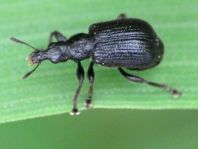 Deporaus betulae, Schwarzer Birkenblattroller