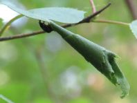Deporaus betulae, Schwarzer Birkenblattroller