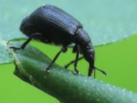 Deporaus betulae, Schwarzer Birkenblattroller