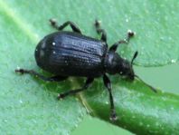 Deporaus betulae, Schwarzer Birkenblattroller