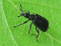Deporaus betulae, Schwarzer Birkenblattroller
