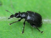 Deporaus betulae, Schwarzer Birkenblattroller