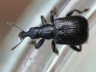Deporaus betulae, Schwarzer Birkenblattroller