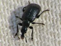Deporaus betulae, Schwarzer Birkenblattroller