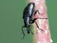 Deporaus betulae, Schwarzer Birkenblattroller