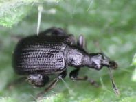 Deporaus betulae, Schwarzer Birkenblattroller