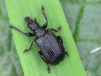 Deporaus betulae, Schwarzer Birkenblattroller