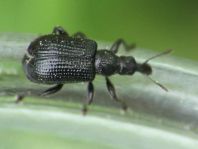 Deporaus betulae, Schwarzer Birkenblattroller