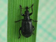 Deporaus betulae, Schwarzer Birkenblattroller