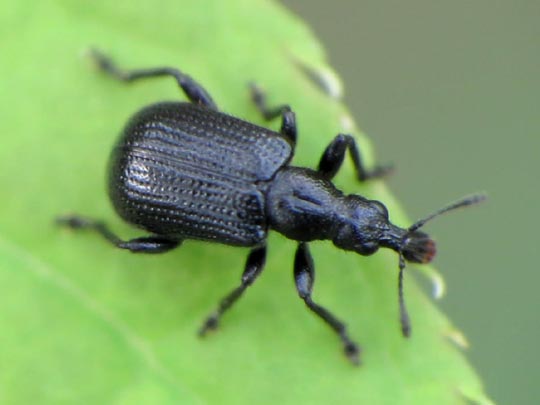 Deporaus betulae, Schwarzer Birkenblattroller
