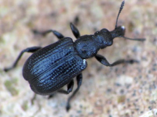 Deporaus betulae, Schwarzer Birkenblattroller