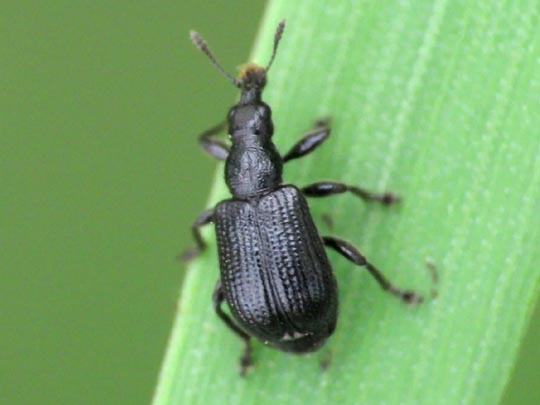 Deporaus betulae, Schwarzer Birkenblattroller
