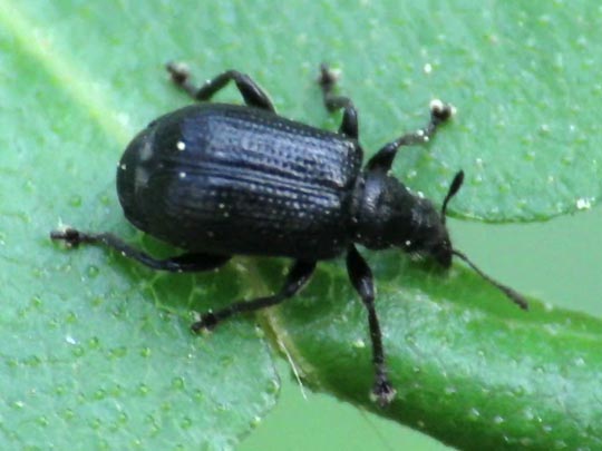 Deporaus betulae, Schwarzer Birkenblattroller