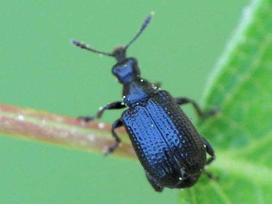 Deporaus betulae, Schwarzer Birkenblattroller