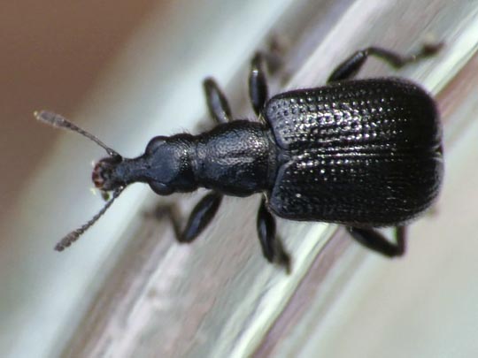 Deporaus betulae, Schwarzer Birkenblattroller