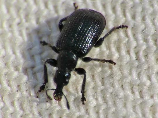 Deporaus betulae, Schwarzer Birkenblattroller