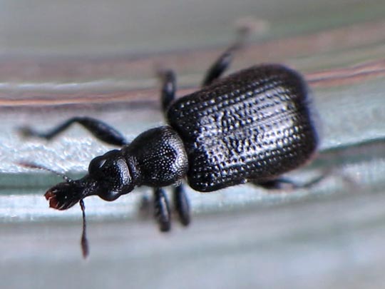 Deporaus betulae, Schwarzer Birkenblattroller