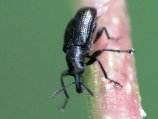 Deporaus betulae, Schwarzer Birkenblattroller