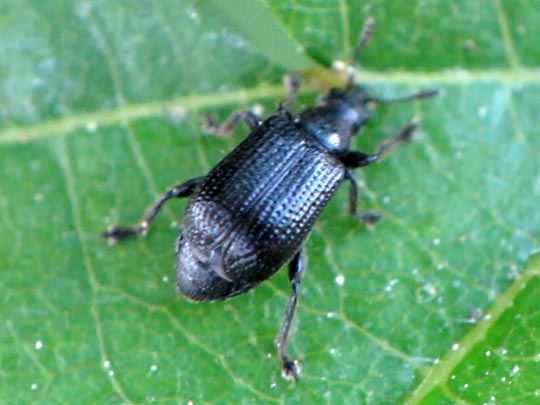 Deporaus betulae, Schwarzer Birkenblattroller