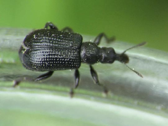 Deporaus betulae, Schwarzer Birkenblattroller