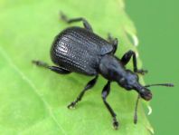 Deporaus betulae, Schwarzer Birkenblattroller