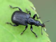 Deporaus betulae, Schwarzer Birkenblattroller